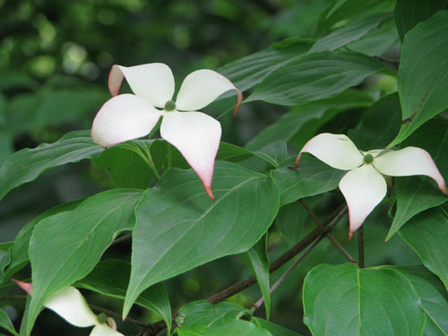 Cornus kousa