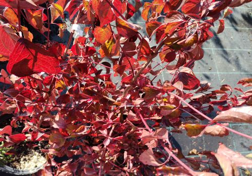Cornus macrophylla Cornus macrophylla