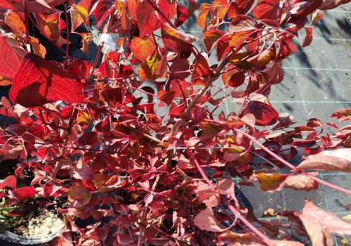 Cornus macrophylla