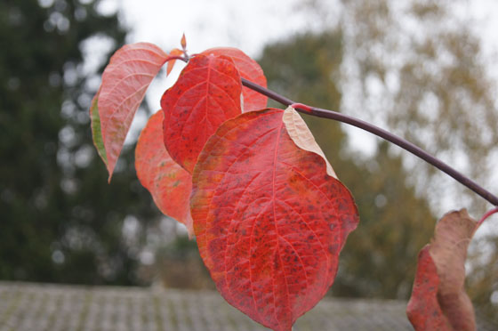 Cornus nuttallii 'Ascona'