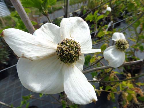 Cornus nuttallii 'Monarch' Cornus nuttallii 'Monarch'
