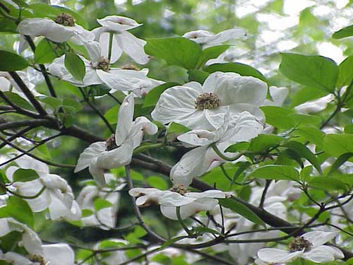 Cornus nuttallii 'Portlemouth' Cornus nuttallii 'Portlemouth'
