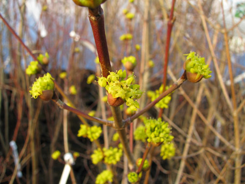 Cornus officinalis Cornus officinalis