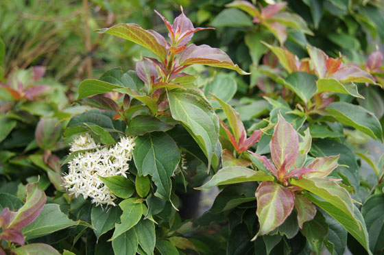 Cornus pumila Cornus pumila