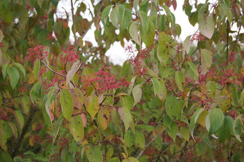 Cornus racemosa Cornus racemosa