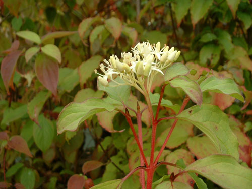 Cornus sanguinea 'Winter Beauty'