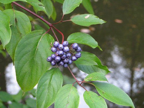 Cornus sericea var. flaviramea Cornus sericea var. flaviramea