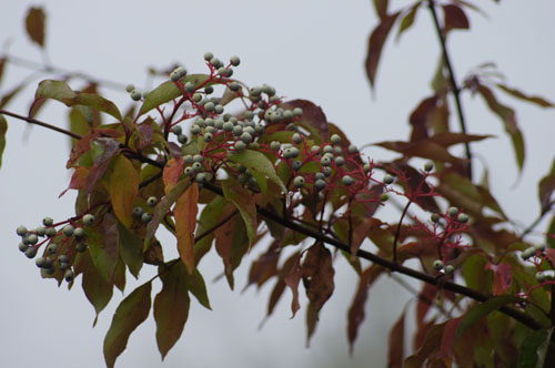 Cornus drummondii Cornus drummondii