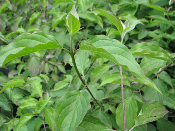 Cornus walteri Cornus walteri