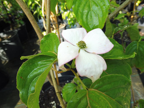 Cornus x rutgersensis 'Rutban' Cornus x rutgersensis 'Rutban'
