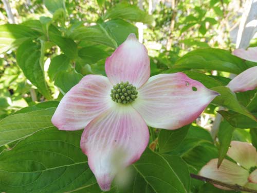 Cornus x rutgersensis 'Stellar Pink' Cornus x rutgersensis 'Stellar Pink'