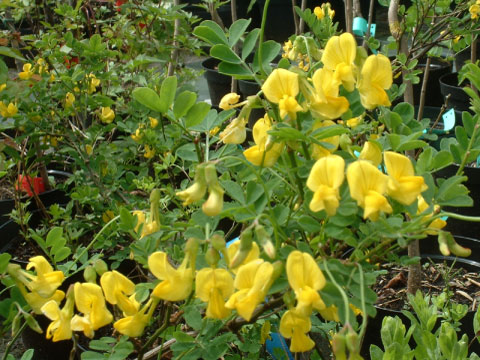 Coronilla emerus