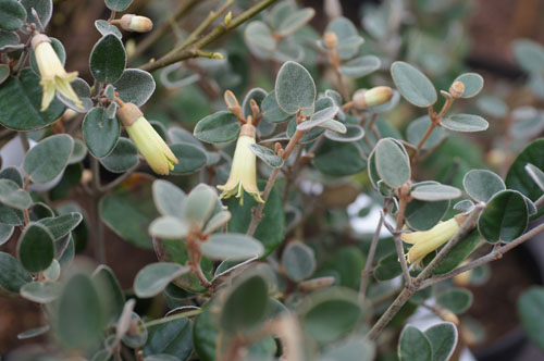 Correa backhouseana