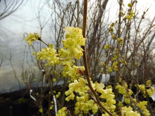 Corylopsis multiflora