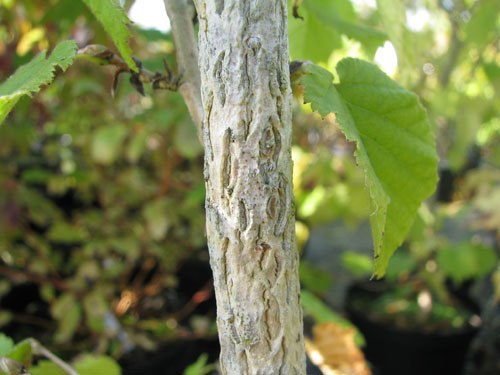 Corylus colurna Corylus colurna