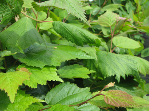 Corylus mandshurica