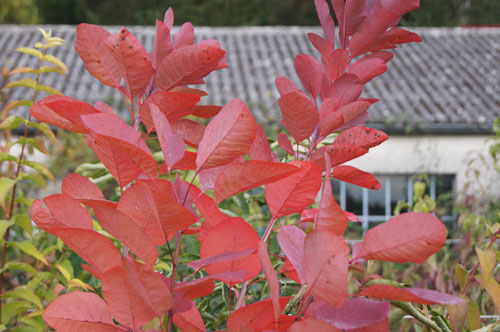 Cotinus 'Grace' Cotinus 'Grace'