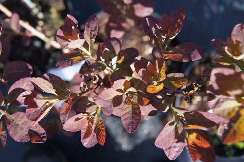 Cotinus coggygria 'Royal Purple'