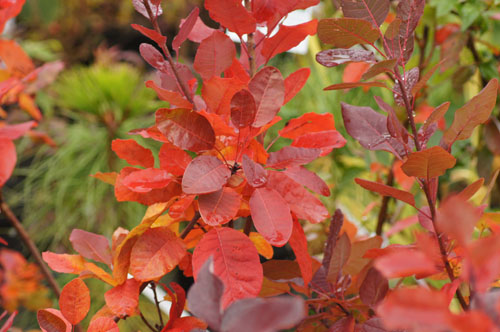Cotinus coggygria Cotinus coggygria