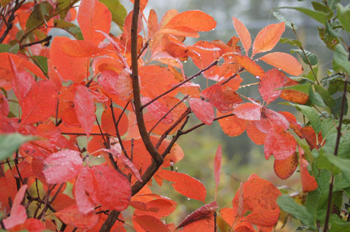 Cotinus obovatus