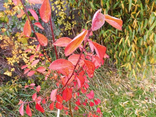 Cotoneaster affinis Cotoneaster affinis