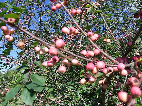 Cotoneaster albokermesinus