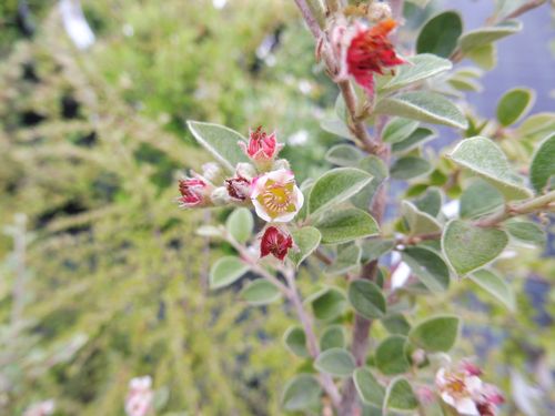 Cotoneaster amoenus
