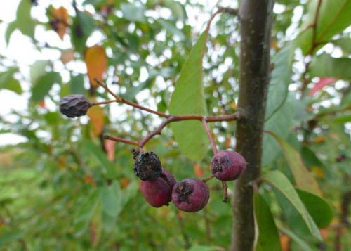 Cotoneaster arbusculus