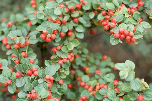 Cotoneaster atrovirens Cotoneaster atrovirens