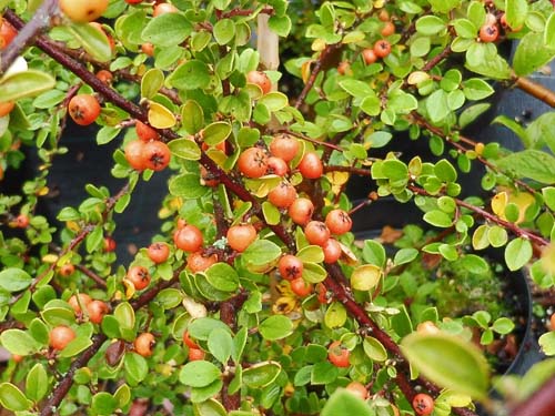 Cotoneaster aurantiacus