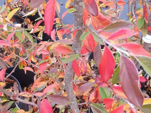 Cotoneaster bacillaris Cotoneaster bacillaris