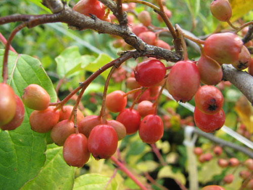 Cotoneaster boisianus