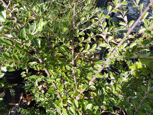 Cotoneaster bradyi Cotoneaster bradyi