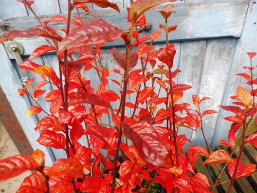Cotoneaster bullatus Cotoneaster bullatus