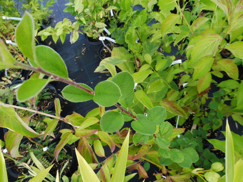 Cotoneaster chungtiensis