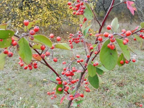 Cotoneaster coriaceus