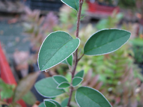 Cotoneaster crispii
