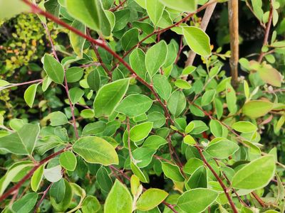Cotoneaster discolor Cotoneaster discolor