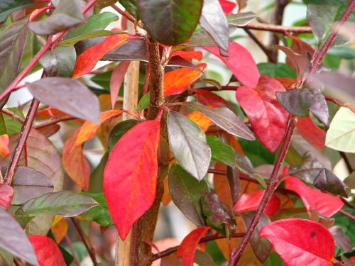 Cotoneaster glaucophyllus Cotoneaster glaucophyllus
