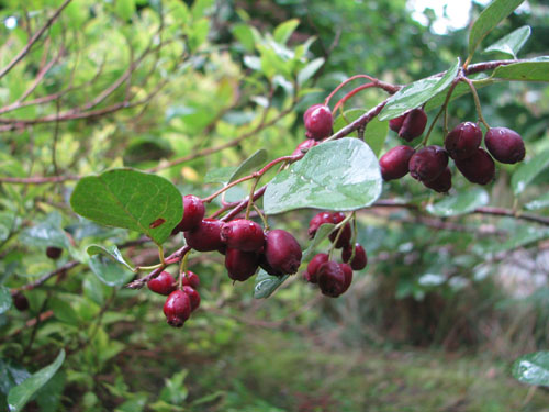Cotoneaster hebephyllus Cotoneaster hebephyllus