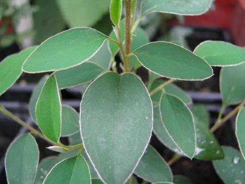 Cotoneaster henryanus