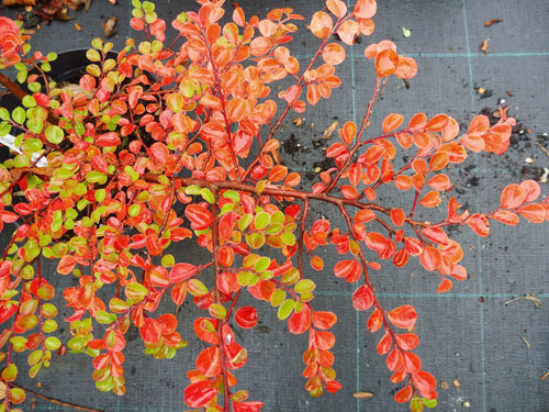 Cotoneaster hjelmqvistii
