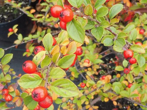 Cotoneaster hypocarpus Cotoneaster hypocarpus