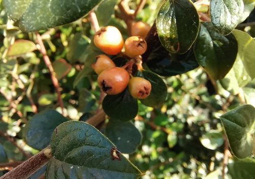 Cotoneaster induratus