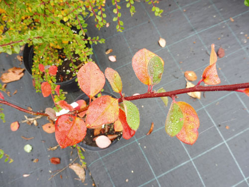 Cotoneaster insignis Cotoneaster insignis