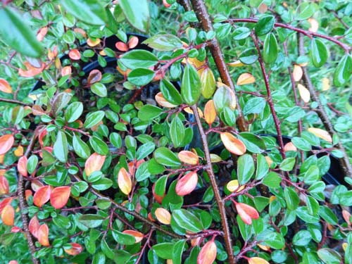 Cotoneaster kweitschoviensis