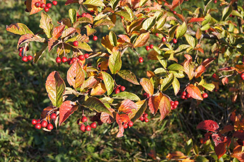 Cotoneaster lacteus