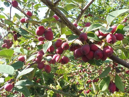 Cotoneaster monopyrenus