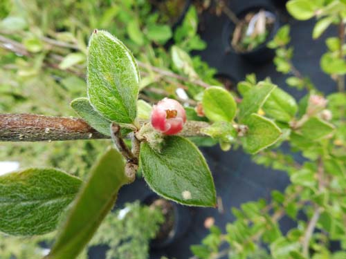 Cotoneaster mucronatus