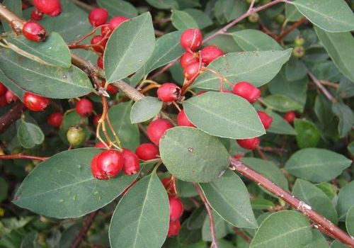 Cotoneaster multiflorus Cotoneaster multiflorus